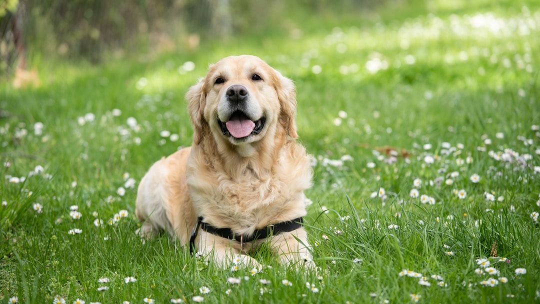 5 Dog Breeds That Are Prone to Separation Anxiety (And 5 That Handle Alone Time Well)