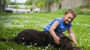 12 Dog Breeds That Are Surprisingly Affectionate with Every Family Member