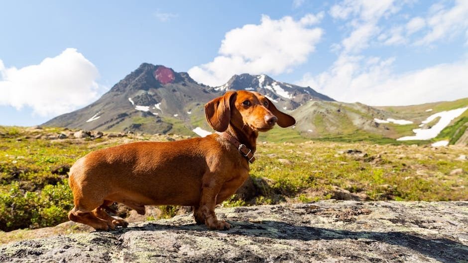 7 Dog Breeds That Are Master Escape Artists (And 7 That Prefer to Stay Home)