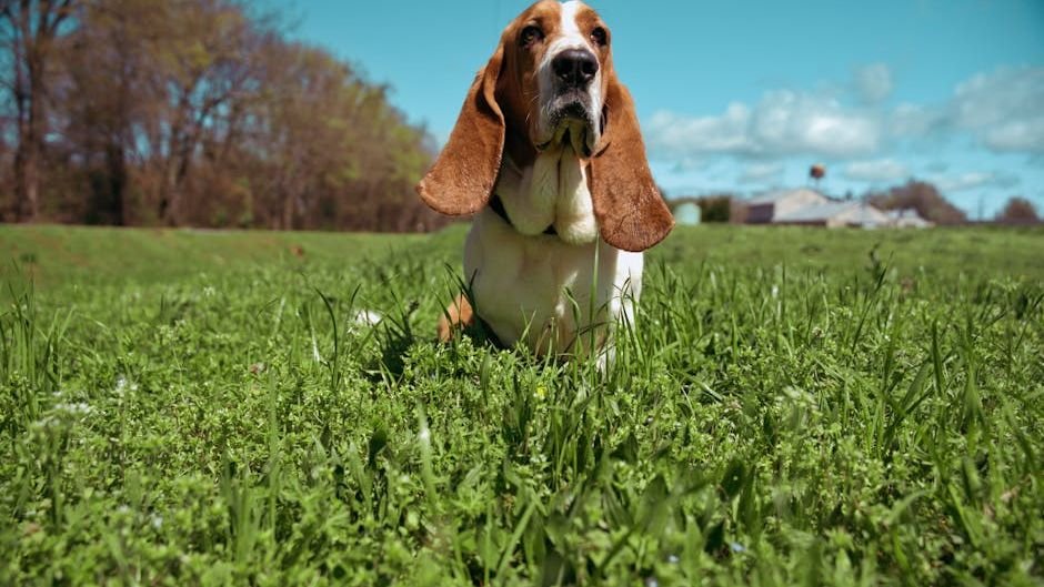 12 Dog Breeds That Are Unflappable in Noisy Environments and Big Crowds