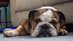 9 Dog Breeds That Are Known for Their Stubbornness (And How to Work With Them)