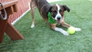 How Your Dog's Play Bow Signals Invitation, Not Just Fun and Games