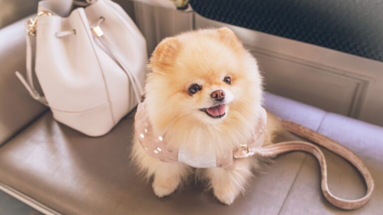7 Dog Breeds That Are Prone to Barking (And 7 That Are Surprisingly Quiet)