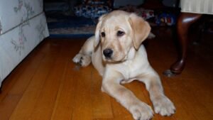 5 Dog Breeds That Are Surprisingly Good At Training Their Owners