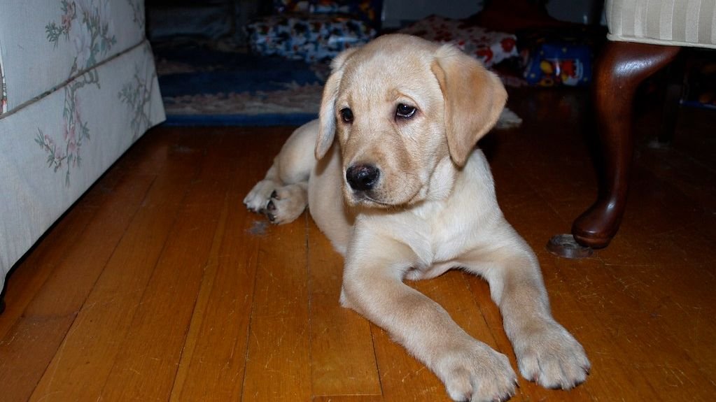 5 Dog Breeds That Are Surprisingly Good At Training Their Owners