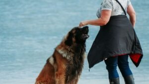 7 Reasons Your Older Dog Is the Best Companion You Could Ask For