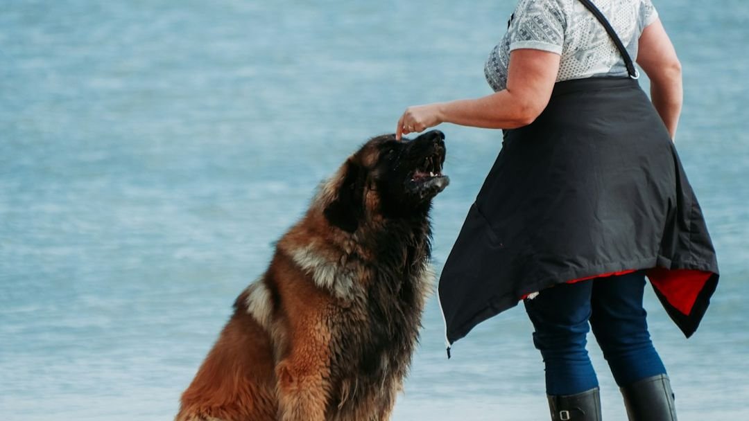 7 Reasons Your Older Dog Is the Best Companion You Could Ask For