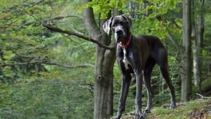 The Quiet Achievers: 8 Dog Breeds That Bring Calm to Any Home