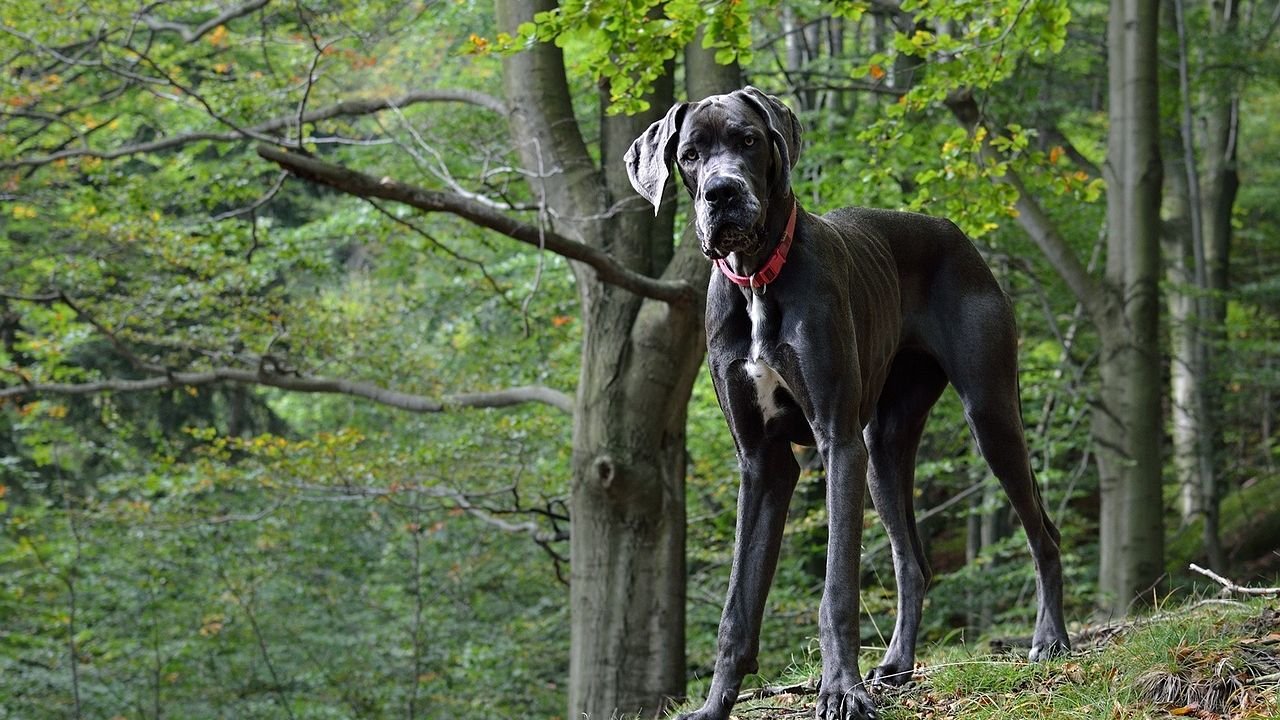 The Quiet Achievers: 8 Dog Breeds That Bring Calm to Any Home