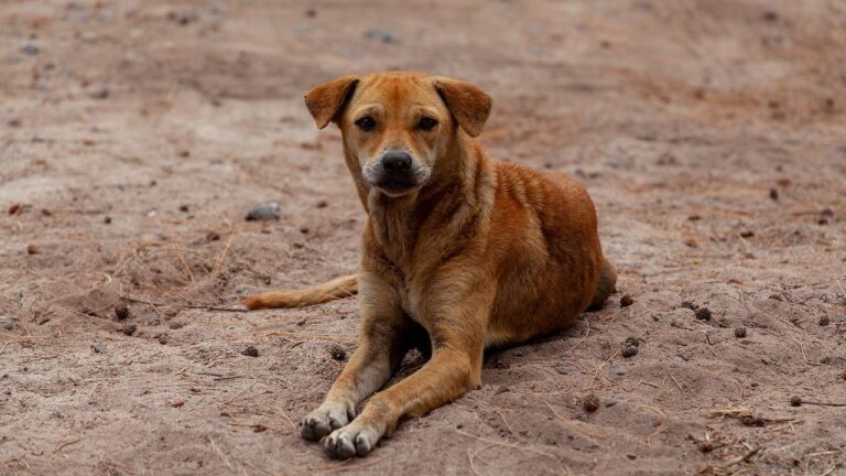 Take Action: Global Outrage Mounts Over Alleged Killing Of Dogs In Morocco Ahead Of 2030 World Cup