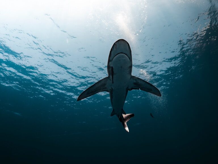 Sharks at a Popular Tourist Destination Have Tested Positive for Cocaine and Medications