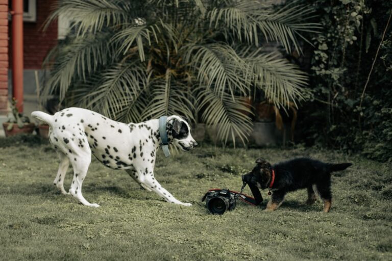 These Dog Breeds Barely Smell at All — and Owners Absolutely Love Them
