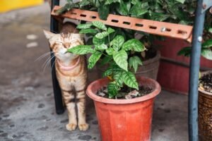 What Flowers Are Toxic to Cats? Poisonous Plants for Cats