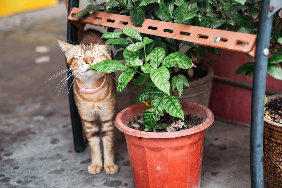 What Flowers Are Toxic to Cats? Poisonous Plants for Cats