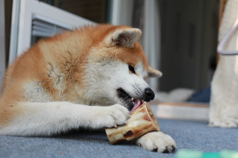 Raw Diet For Dogs: What 5 New Studies Reveal About Health and Longevity
