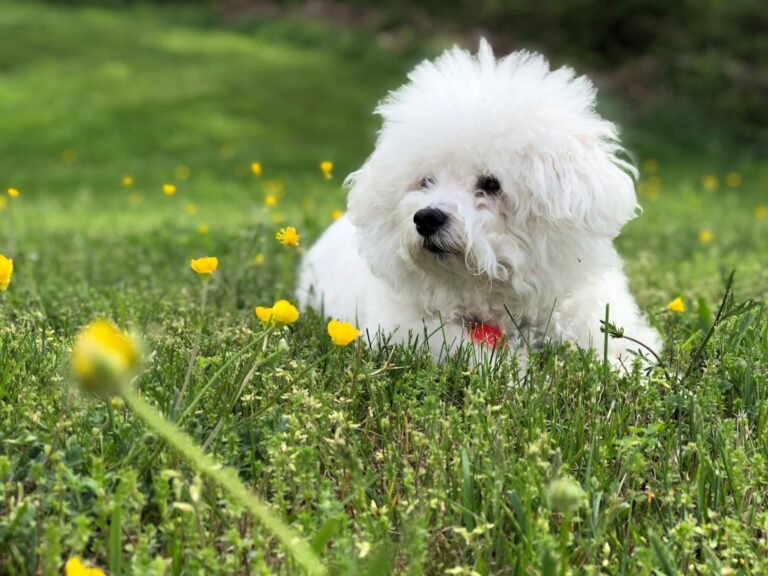 Easter Pet Safety: Spring Holiday Tips for All Animals