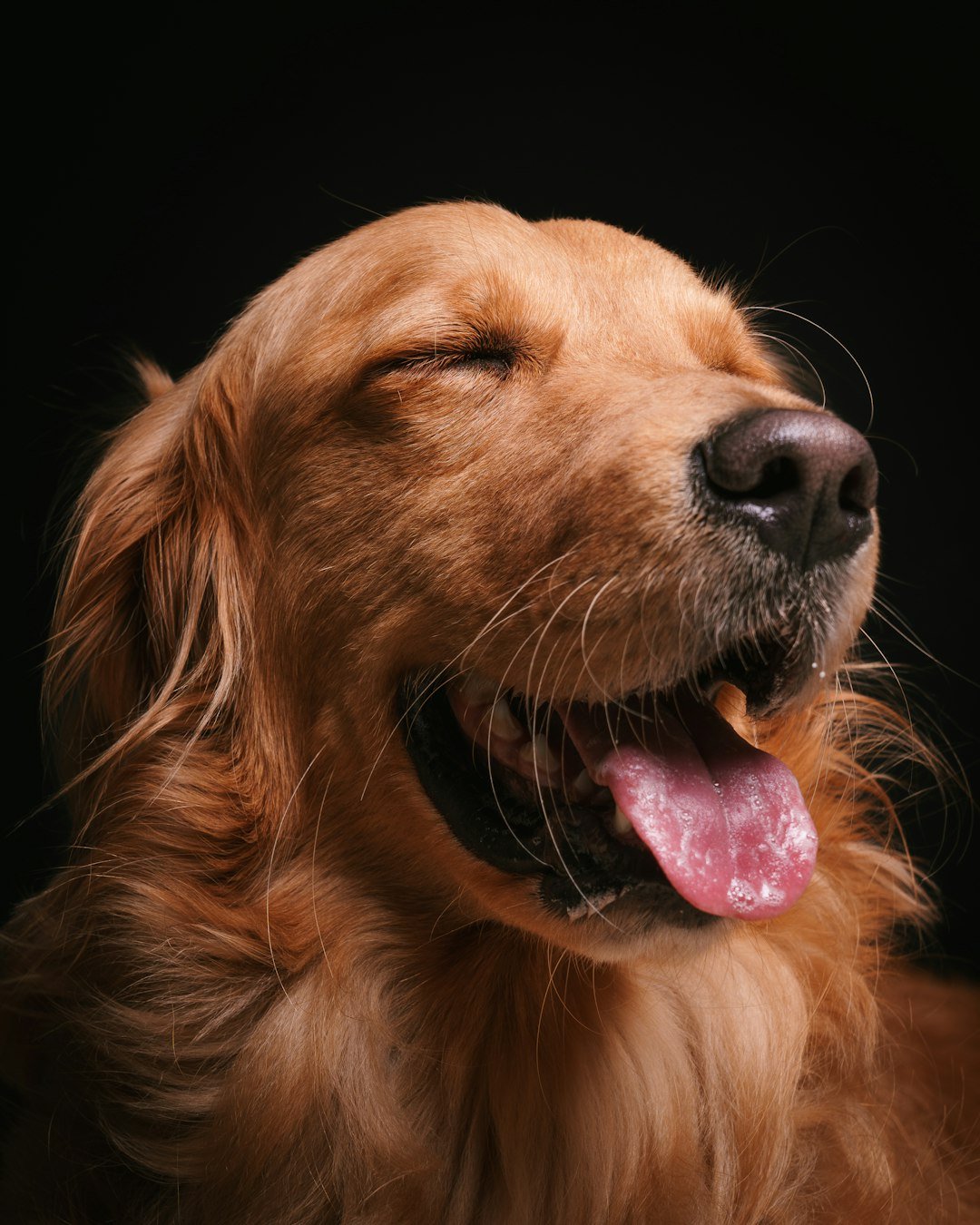 DHA for Dogs — How Omega-3 Builds the Brain, Protects the Nerves, and Guards the Blood-Brain Barrier