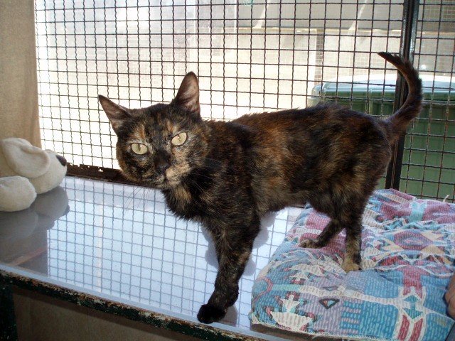 What the One Big Beautiful Bill Act (OBBBA) Means for Animals