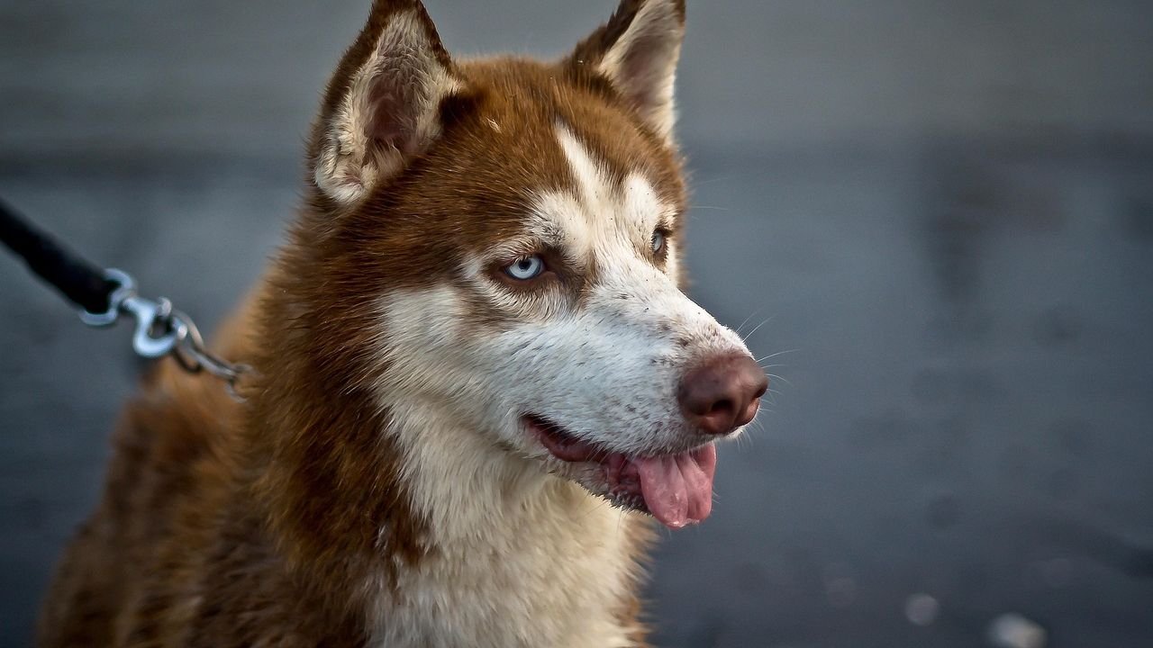 Rescued Husky Puppy Trades Shelter Tremors for Tail-Wagging Adventures