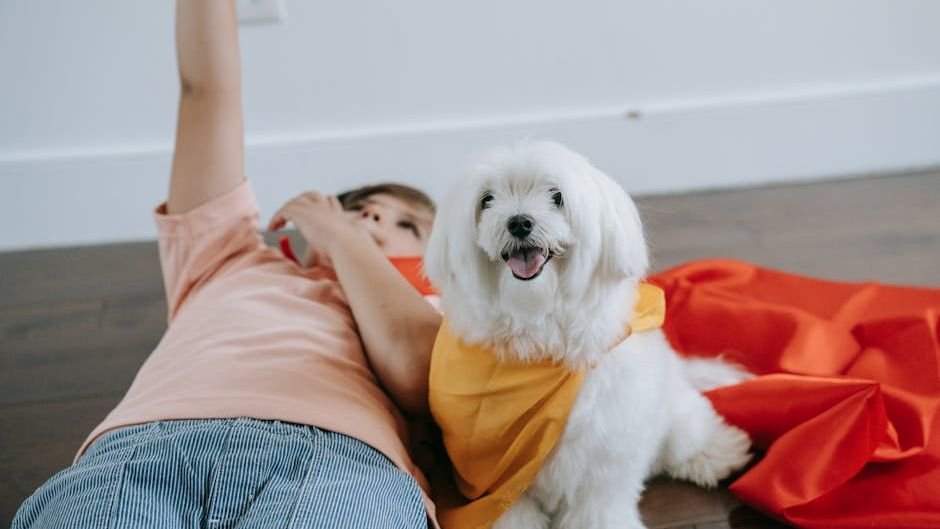 Your Dog's Quirky Sleep Positions: What They Really Mean About Their Comfort