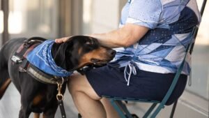 The Unseen Heroes: How Dogs Improve Our Minds and Bodies Every Day