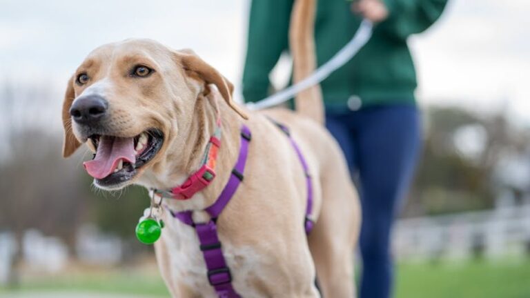 The Importance Of Pet Identification And What To Do If You Lose (Or Find) A Pet