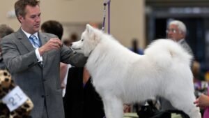 The Hidden Costs of Owning These 6 High-Maintenance Dog Breeds (Are You Ready?)