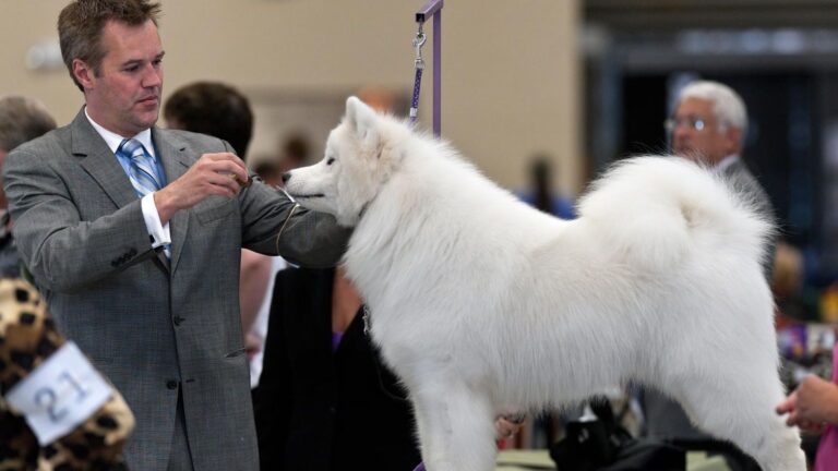 The Hidden Costs of Owning These 6 High-Maintenance Dog Breeds (Are You Ready?)