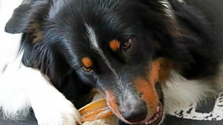 7 Dog Breeds Known for Destructive Chewing (And How to Save Your Furniture)