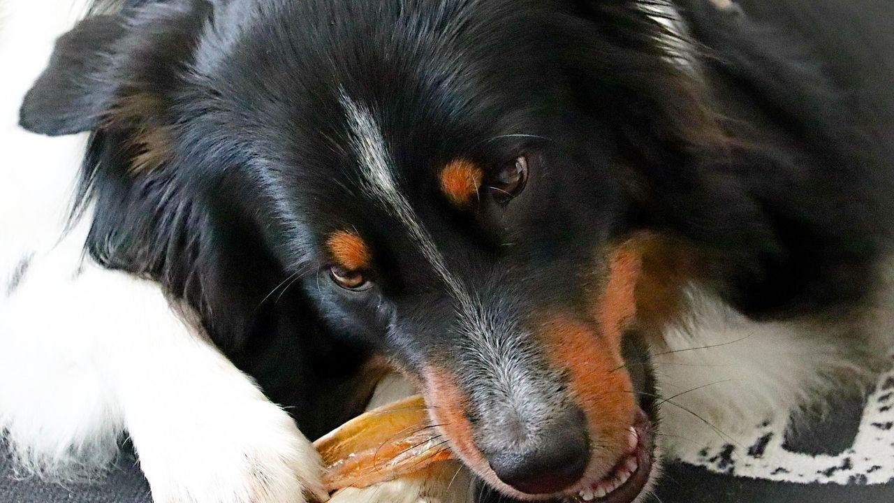 7 Dog Breeds Known for Destructive Chewing (And How to Save Your Furniture)