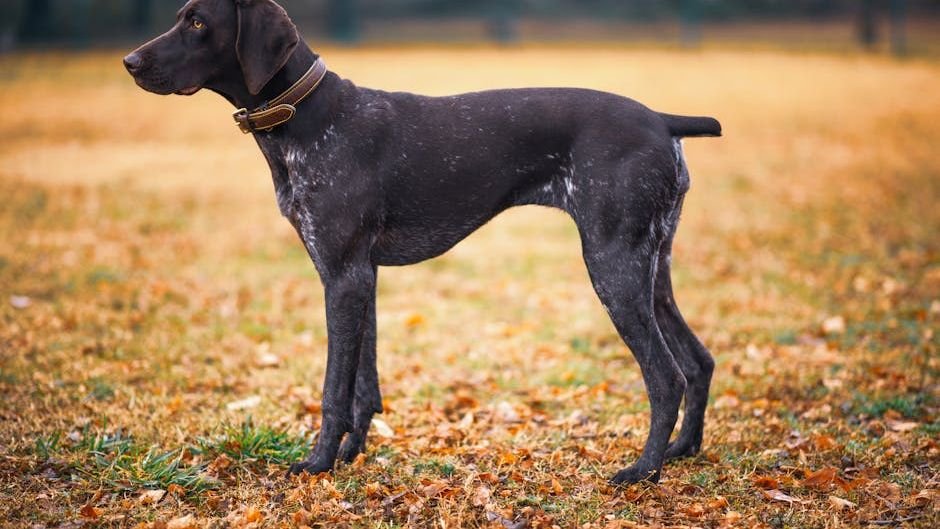 12 Ways Your Dog Secretly Communicates Discomfort (Are You Missing the Signs?)