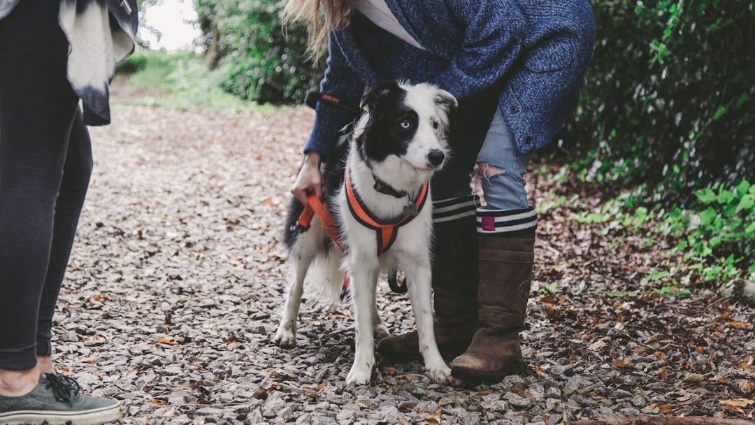 Are Some Dog Breeds Just Untrainable? The Truth About Tough Dog Personalities