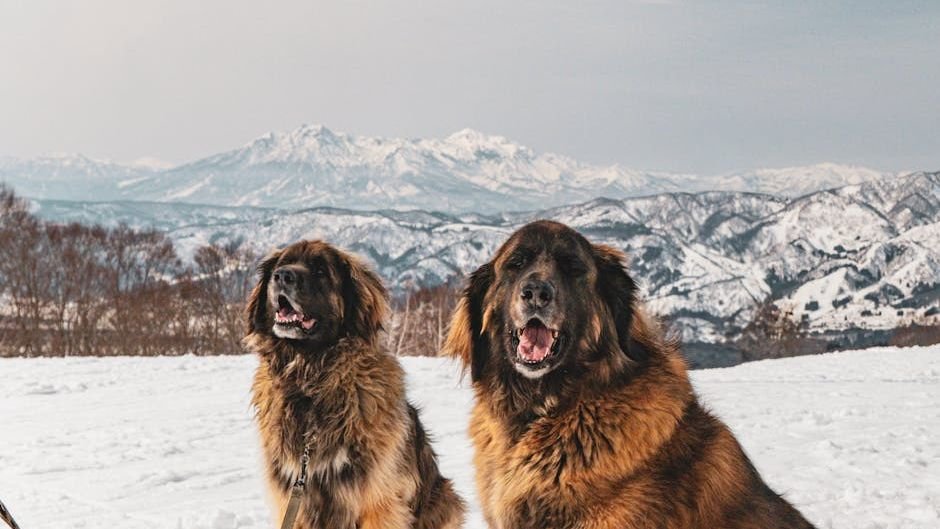 The Gentle Giants: 10 Large Dog Breeds That Are Surprisingly Calm and Affectionate