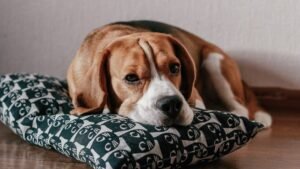Is Your Dog Getting Enough Mental Stimulation? The Hidden Dangers of Boredom