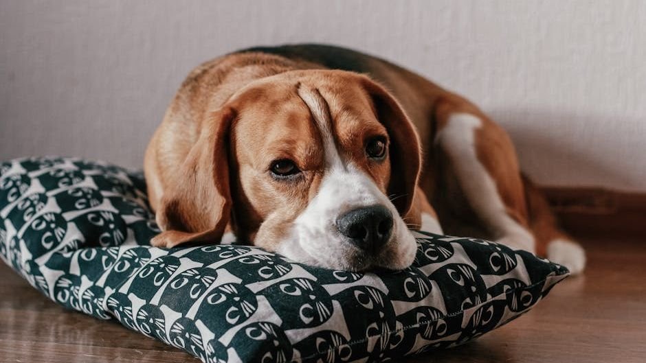 Is Your Dog Getting Enough Mental Stimulation? The Hidden Dangers of Boredom