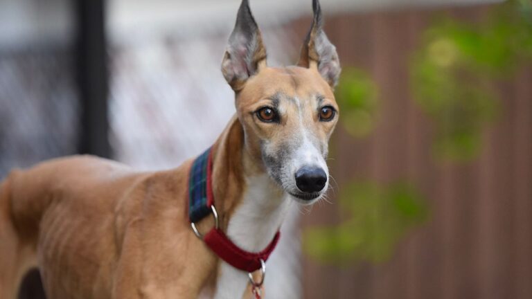 The Sweet Relief: 8 Dog Breeds That Are Exceptionally Easy to Care For (Perfect for Busy Owners)