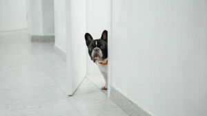 6 Signs Your Dog Is Feeling Anxious (And Simple Ways to Help Them Feel Safe)