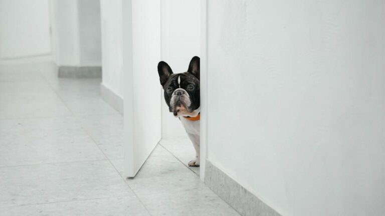 6 Signs Your Dog Is Feeling Anxious (And Simple Ways to Help Them Feel Safe)