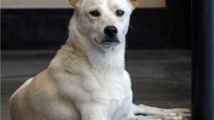 What Should You Do If Your Pet Goes Missing in Arkansas