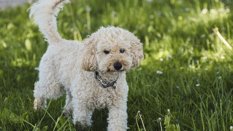 8 Dog Breeds That Are Perfect for Empty Nesters (Bringing Joy to Quiet Homes)