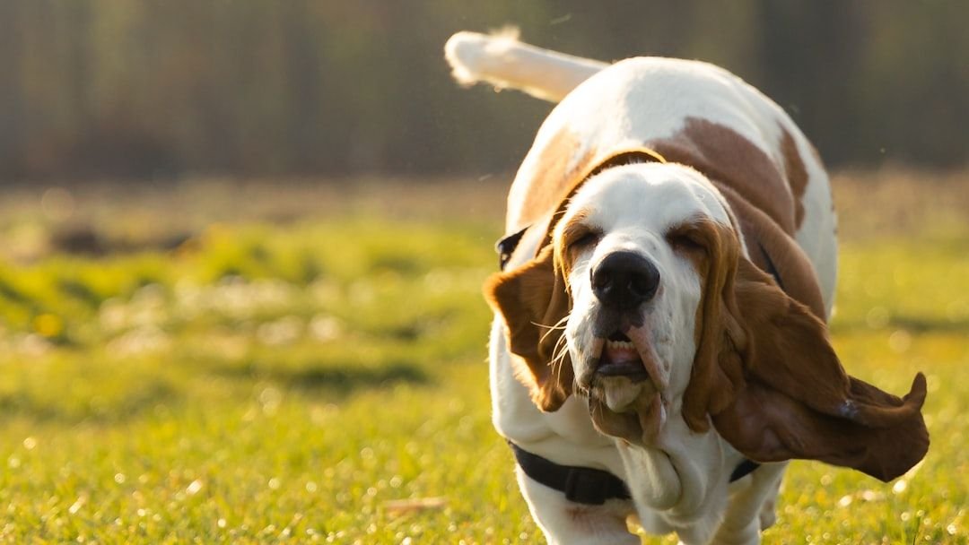 9 Dog Breeds That Are Like Grandparents: Calm, Wise, and Extra Loving