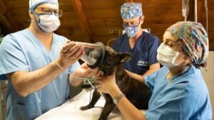 Pros and Cons of Spaying or Neutering Your Dog or Cat at an Early Age