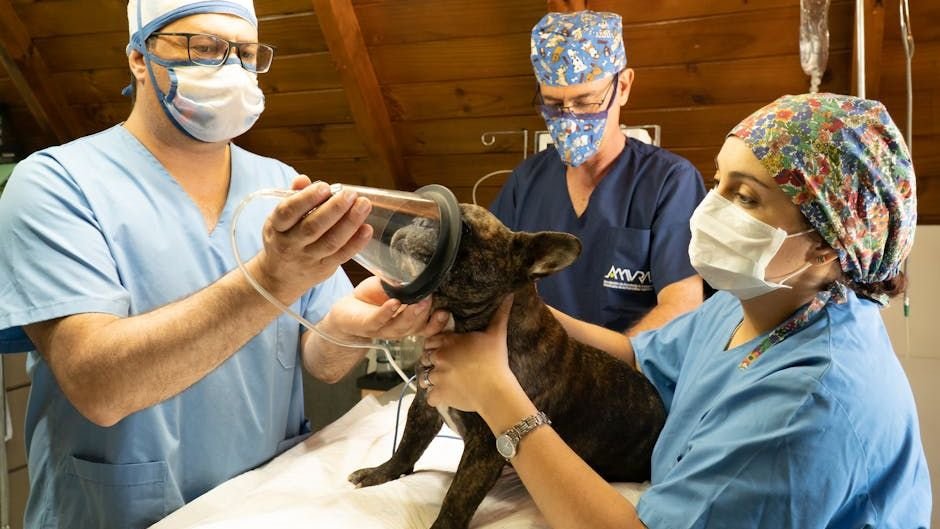 Pros and Cons of Spaying or Neutering Your Dog or Cat at an Early Age
