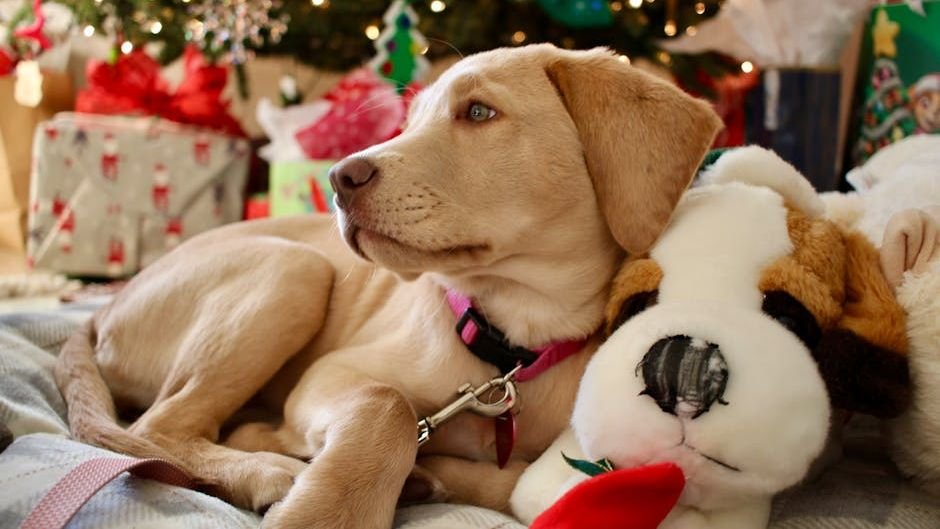 Beyond the Wag: 7 Subtle Ways Your Dog Says 'I Love You' Every Day