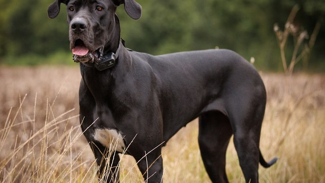 14 Dog Breeds That Are Surprisingly Good Watchdogs (Without the Aggression)