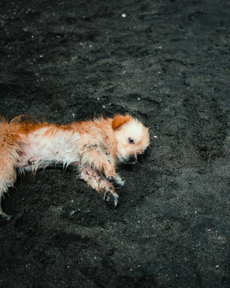 Pups poisoned after eating meth-laced hot dogs tossed in family's yard