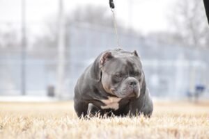 XL bully dog ban 'hasn't worked', owner says