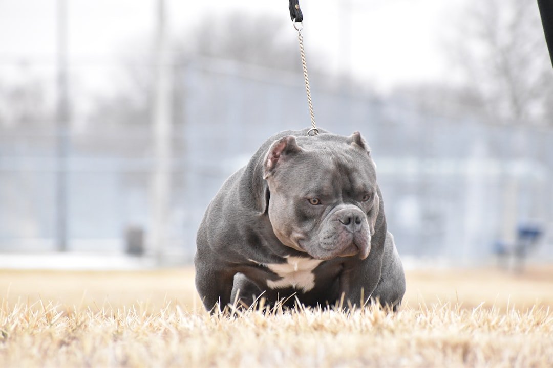 XL bully dog ban 'hasn't worked', owner says