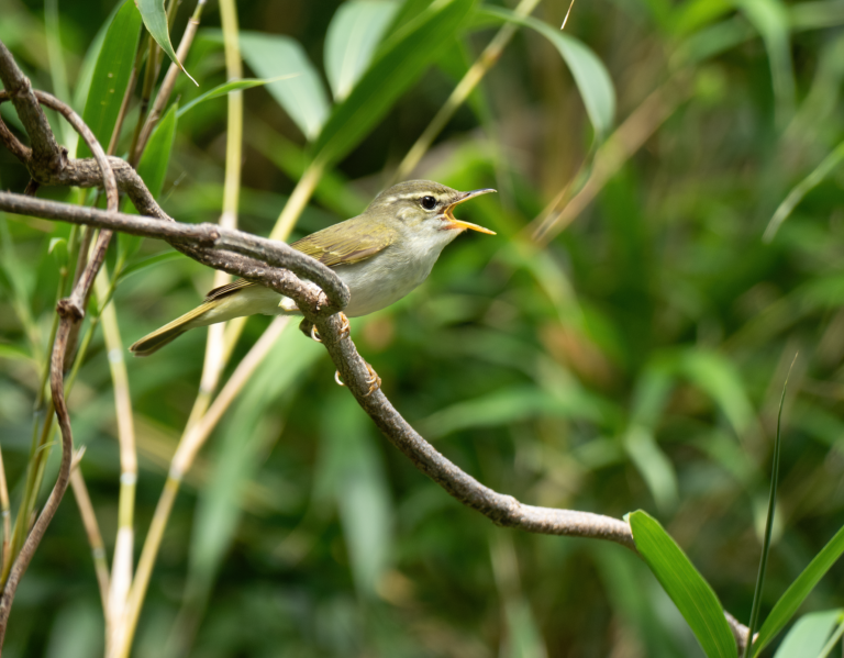 New Bird Species Discovered in Japan After Analyzing DNA and Songs of Similar-Looking Birds