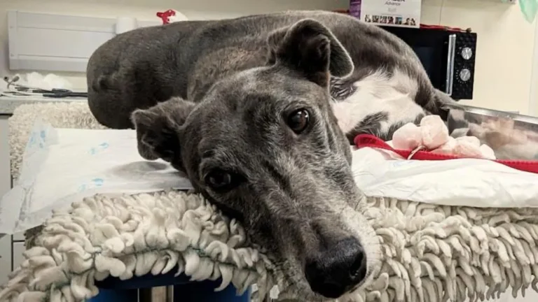 Skipton Greyhound’s Rare Blood Donations Rescue Over 30 Fellow Dogs
